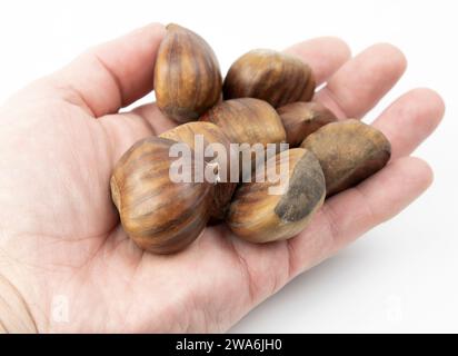 Castagne commestibili isolate su sfondo bianco. Castanea sativa, il dolce o la castagna spagnola da vicino. Foto Stock