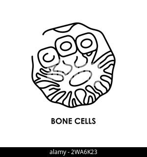 Icona della linea di colore della cellula ossea umana. Microrganismi microbi, batteri. Elemento isolato vettore. Tratto modificabile. Illustrazione Vettoriale