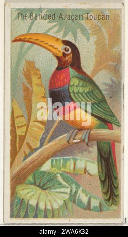 The Banded Aracari Toucan, dalla serie Birds of the Tropics (N5) per Allen & Ginter sigarettes Brands 1963 di Allen & Ginter Foto Stock