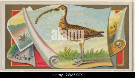 Curlew, dalla serie Game Birds (N13) per Allen & Ginter sigarettes Brands 1963 di Allen & Ginter Foto Stock