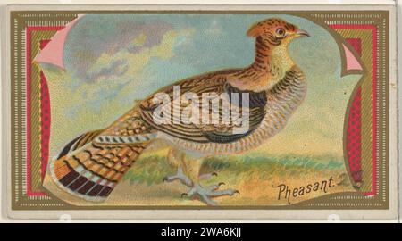 Pheasant, dalla serie Game Birds (N13) per Allen & Ginter sigarettes Brands 1963 di Allen & Ginter Foto Stock