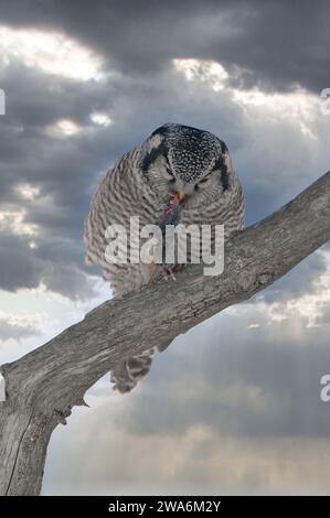 Il Northern Hawk Owl si arenava su una diramazione Foto Stock