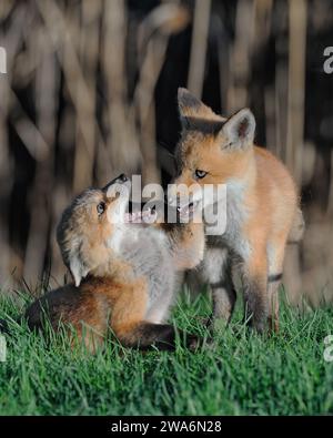 Il giovane Red Fox sta percorrendo un sentiero Foto Stock