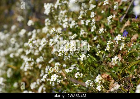 Un mazzo di fiori bianchi che crescono in un campo di erba Foto Stock