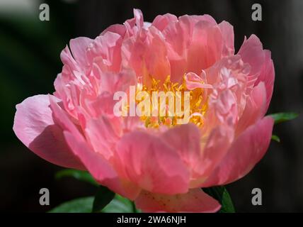 Fiore di peonia rosa alla luce del sole del mattino Foto Stock