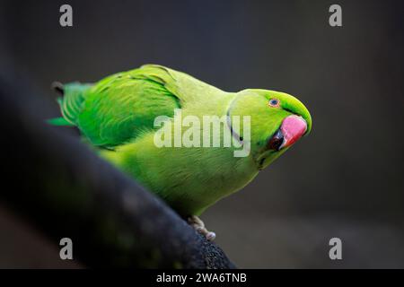 Primo piano di un parakeet rosato, Psittacula krameri, noto anche come parakeet a collo d'anello. Foto Stock