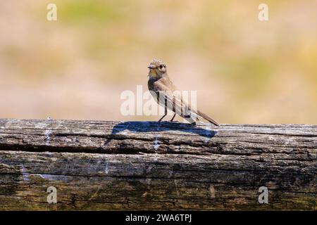 Primo piano di un uccello maculato, la striata di Muscicapa, che si arrocca su un ramo, canta in una foresta verde durante la stagione riproduttiva primaverile. Foto Stock