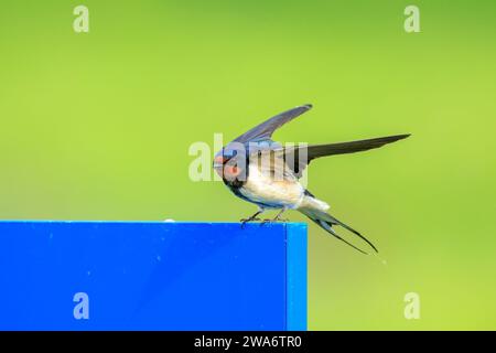 Primo piano di un fienile Swallow, Hirundo rustica, riposa dopo la caccia. Questa è la specie di rondine più diffusa al mondo e l'uccello nazionale Foto Stock