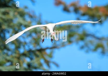 Primo piano di una Spoonbill africana, Platalea alba, in volo Foto Stock