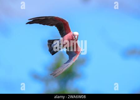 Il galah, Eolophus roseicapilla, noto anche come cockatoo con petto rosa, galah cockatoo, cockatoo rosa e grigio o cockatoo roseato, è uno dei Foto Stock