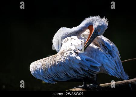Primo piano di un pellicano dalmata Pelecanus crispus Foto Stock