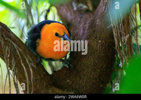 Primo piano di un uccello nero dalla testa scarlatta, Amblyramphus holosericeus, arroccato in una foresta pluviale. Foto Stock