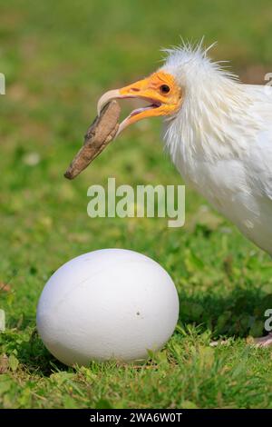 Avvoltoio egiziano, Neophron percnopterus, uccello da preda, chiamato anche avvoltoio bianco scavenger o pollo del faraone, rompendo un grande uovo bianco con una S. Foto Stock