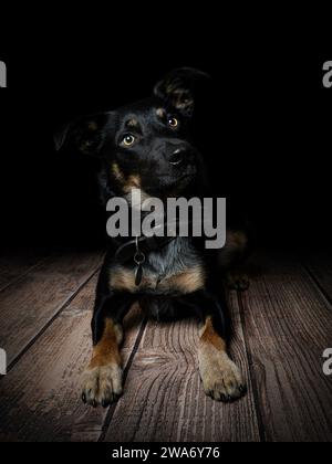 Il collie di confine attraversa il Kelpie australiano Foto Stock