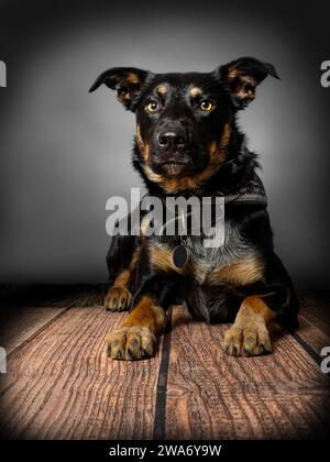 Il collie di confine attraversa il Kelpie australiano Foto Stock
