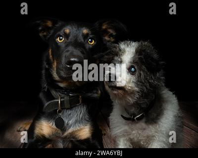 Un vecchio e un giovane cane insieme per un ritratto in studio. Foto Stock