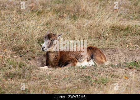 Muflon femminile appoggiato sull'erba (Ovis aries musimon) Foto Stock