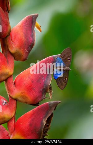 Eurybia alata blu (Eurybia lycisca) su heliconia bract. Foresta pluviale di pianura, stazione biologica la Selva, Sarapiquí, versante caraibico, Costa Rica. Foto Stock