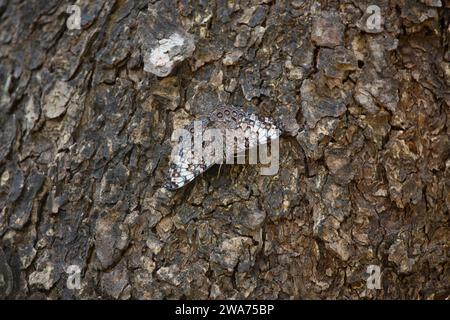 Farfalla grigia cracker (Hamadryas februa) mimetizzata sulla corteccia degli alberi. Parco nazionale del Palo Verde, Costa Rica. Foto Stock