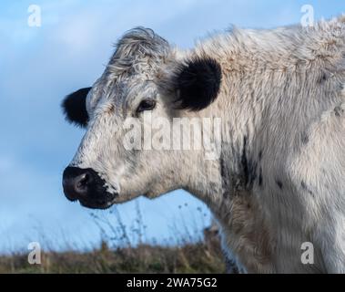 Il bestiame bianco britannico allevava prati in una riserva naturale nell'Hampshire, Inghilterra, Regno Unito Foto Stock