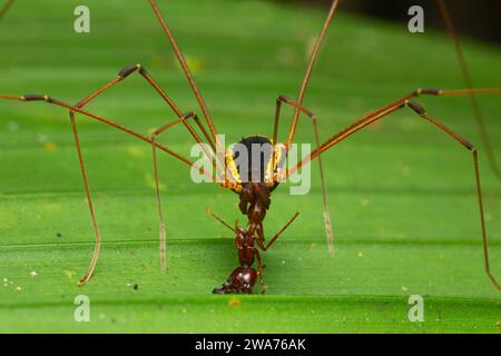 Harvestman / Papà gambe lunghe (Cynorta marginalis) mangiare una formica. Foresta pluviale di pianura, Sarapiquí, versante caraibico, Costa Rica. Foto Stock