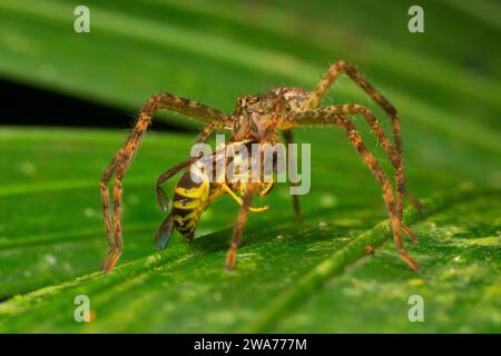 Ragno lupo (Lycosidae) che mangia una vespa. Foresta pluviale di pianura, Sarapiquí, versante caraibico, Costa Rica. Foto Stock