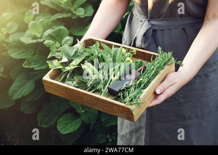 Donna che tiene in mano una cassa di legno piena di piante medicinali. Erborista raccoglie erbe sane su un prato. Erborismo, erboristeria alternativa Foto Stock