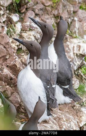 Guillemot, (Uria aalge), Fowlsheugh, Aberdeenshire, Scozia, REGNO UNITO Foto Stock