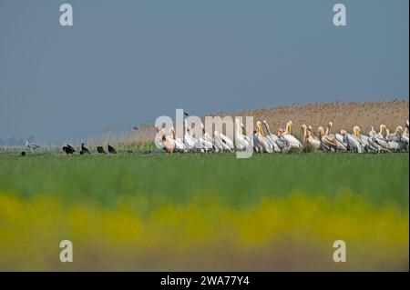 Great White Pelican, Pelecanus onocrotalus, con altri uccelli acquatici tra piante acquatiche verdi e canne nel lago Manyas, Turchia. Foto Stock