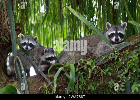 Procione settentrionale (Procyon lotor) femmina con la sua progenie in un albero. Parco nazionale di Tortuguero, Costa Rica. Foto Stock