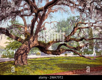 Eine Eiche auf dem Magnolia-Friedhof, einem historischen ländlichen Friedhof a Charleston, Carolina del Sud, Vereinigte Staaten, 1890, Historische, Digital restaurierte Reproduktion eines Originals aus dem 19th Jahrhundert / Una quercia viva nel cimitero di Magnolia, uno storico cimitero rurale a Charleston, South Carolina, Stati Uniti, 1890, storico, riproduzione restaurata digitalmente da un originale del xix secolo Foto Stock