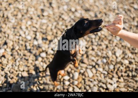 Cane che esegue il comando e mangia dalla mano del proprietario all'aperto Foto Stock