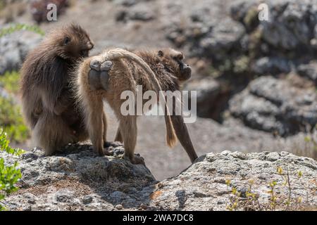 Two Gelada Baboons groom each other in the Simien Mountains National Park, Ethiopia Stock Photo