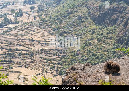 Two Gelada Baboons groom each other in the Simien Mountains National Park, Ethiopia Stock Photo