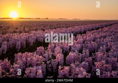 tramonto moody sul giacimento di giacinto rosa nei paesi bassi Foto Stock