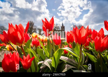 tulipani rossi su sfondo blu cielo con chruch Foto Stock