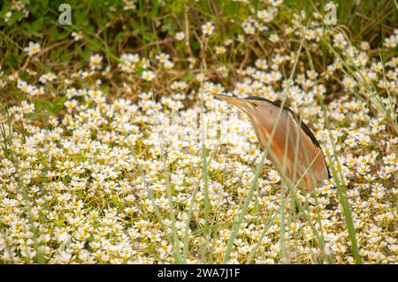 Little Bittern, Ixobrychus minutus, in piedi tra le piante d'acqua in primavera. Foto Stock