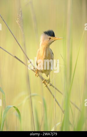 Little Bittern, Ixobrychus minutus, che sorge tra le piante di canna del lago Burdur in Turchia. Foto Stock