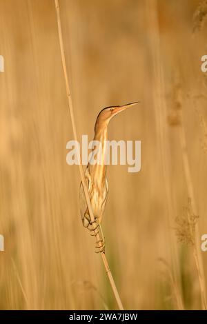 Little Bittern, Ixobrychus minutus, che sorge tra le piante di canna del lago Burdur in Turchia. Foto Stock