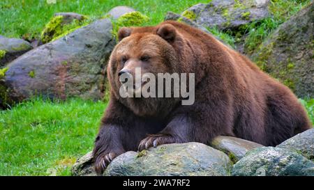 Grizzly Bear, Ursus arctos horribilis, si trova su una montagna di pietre, orso adulto, ora legale Foto Stock