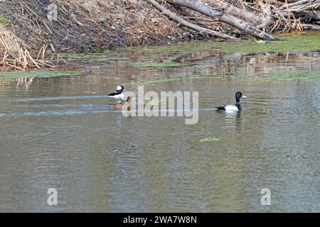 Bufflehead, male e Female Lesser Scaup nella laguna lungo il fiume Mississippi vicino a Sabula, Iowa Foto Stock