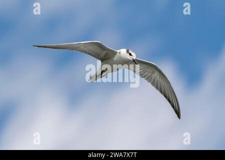 Terna sussurrata che vola sul mare, primo piano dell'uccello. Fotografia digitale degli uccelli Foto Stock