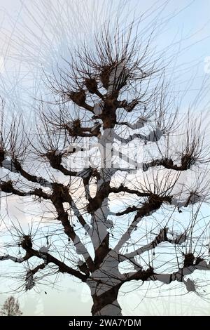 Albero isolato a doppia esposizione astratto di fronte a un cielo grigio Foto Stock