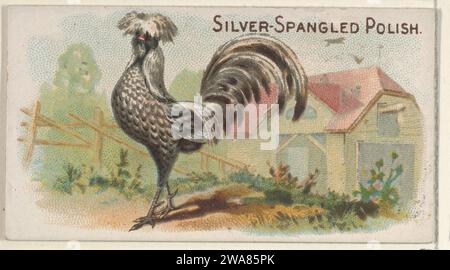 Silver-Spangled Polish, dalla serie Prize and Game Chickens (N20) for Allen & Ginter sigarettes 1963 di Allen & Ginter Foto Stock