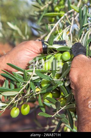 Operaio che raccoglie le olive dal ramo. Protezione dita con nastro isolante Foto Stock