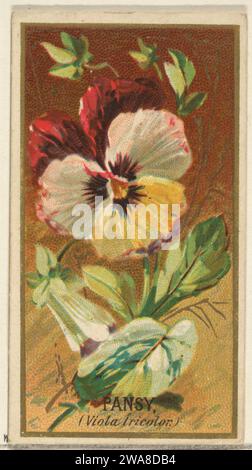 Pansy (Viola tricolor), dalla serie Flowers for Old Judge Cigarettes 1963 di Goodwin & Company Foto Stock