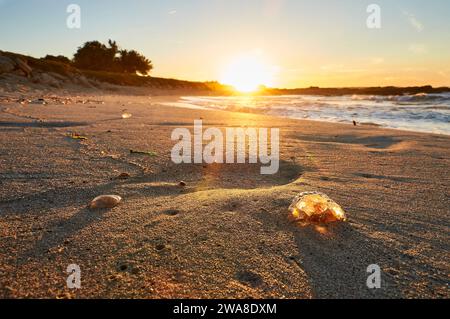 Meduse stinger Mauve arenate sulla riva dal surf nella spiaggia di Ses Platgetes a es Caló (Formentera, Isole Baleari, Mar Mediterraneo, Spagna) Foto Stock