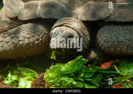 La tartaruga Galapagos Chelonoidis nigra sta pranzando Foto Stock