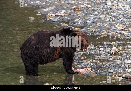 Orso Grizzly per adulti che dà da mangiare alla carcassa di salmone Foto Stock