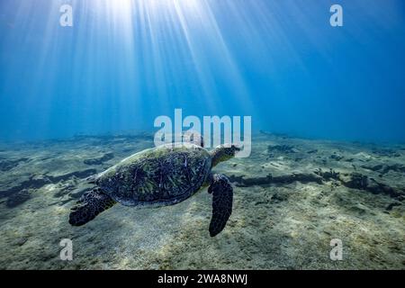 Una tartaruga marina verde nuota sul fondo marino di roccia lavica, illuminata dai raggi del sole, nelle limpide acque blu delle Hawaii, Stati Uniti Foto Stock